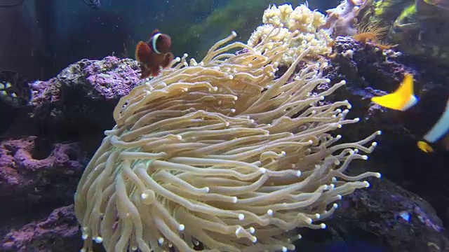 水缸中的Amphiprion和海葵视频下载