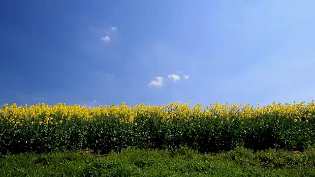 德国巴伐利亚州佛兰科尼亚的春季油菜田视频素材