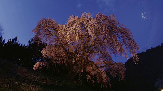 在夜晚哭泣的樱花树视频素材