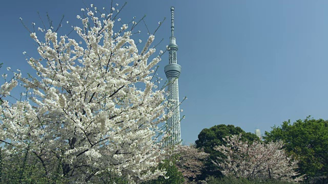 东京天空树和樱花视频素材