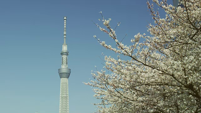 东京天空树和樱花视频素材