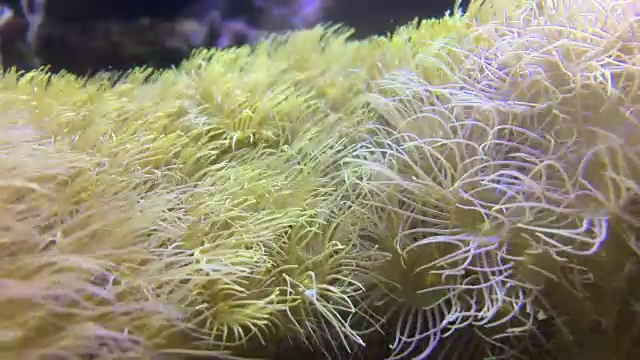 海盐水族馆视频素材