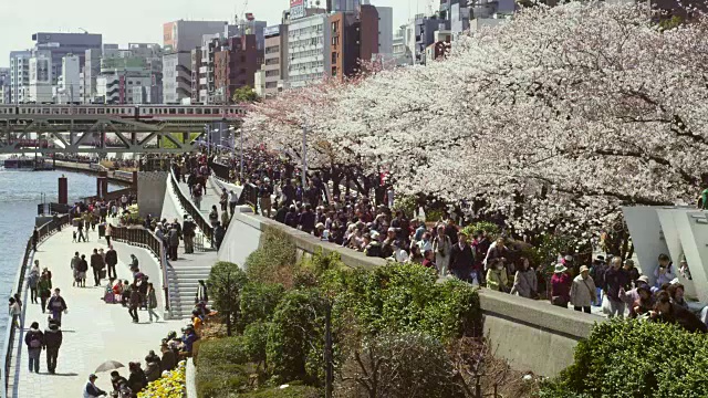 日本东京，人们在隅田公园欣赏樱花视频素材