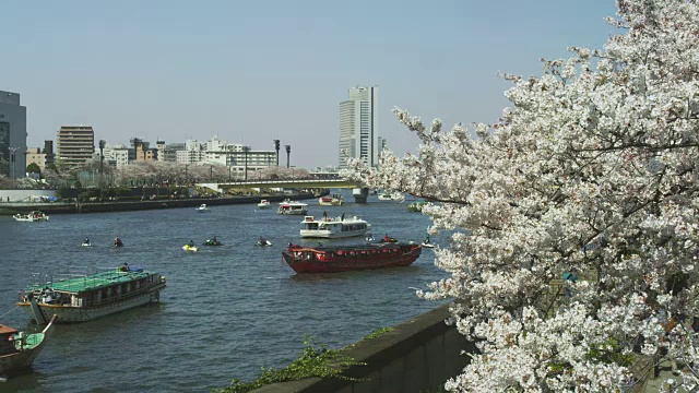 住田河上的游船和樱花视频素材