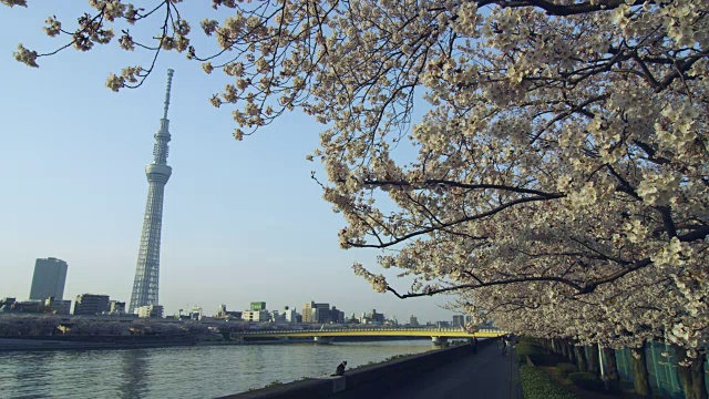 东京天树塔和日本樱花视频素材