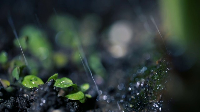 绿色的幼苗在雨中生长在地面上视频素材