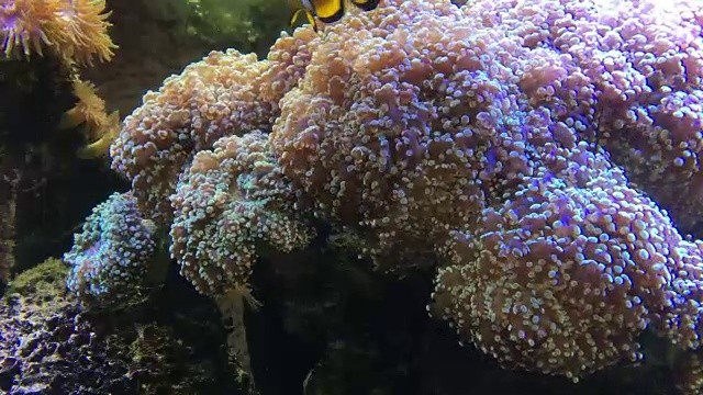 水族馆里的海洋生物视频素材