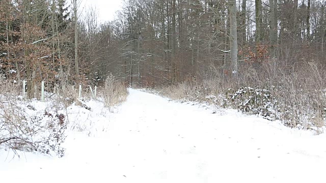 森林的入口处有雪视频下载