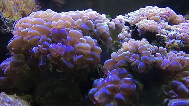 水族馆里的海洋生物视频素材