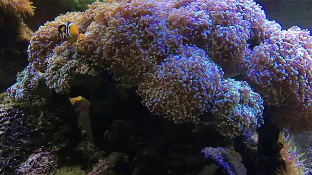 水族馆里的海洋生物视频素材