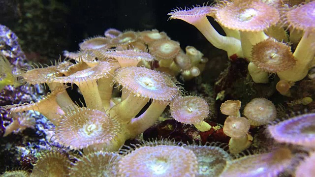 水族馆里的海洋生物视频素材