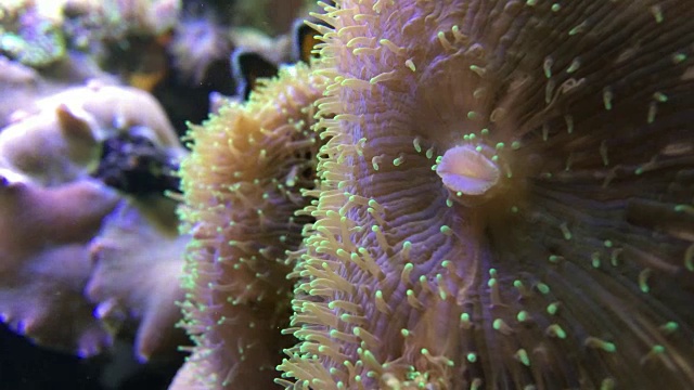 水族馆里的海洋生物视频素材