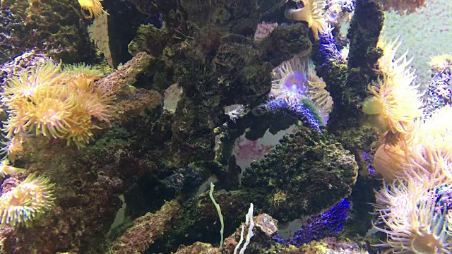 水族馆里的海洋生物视频素材