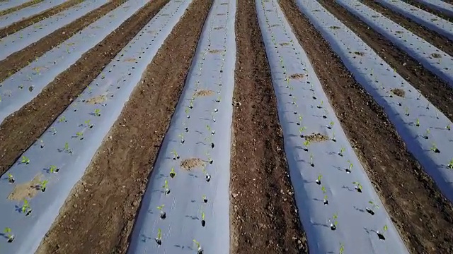 鸟瞰图飞过一排排年轻的绿色植物农田视频素材