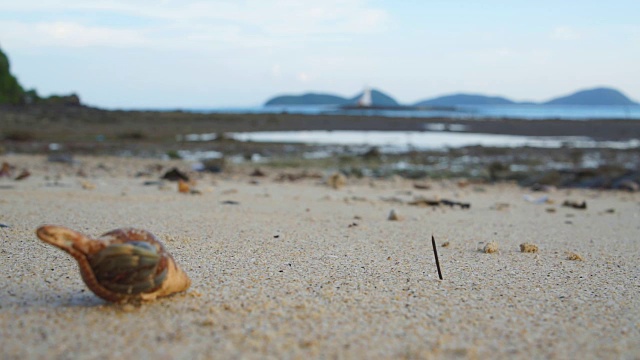 寄居蟹视频素材