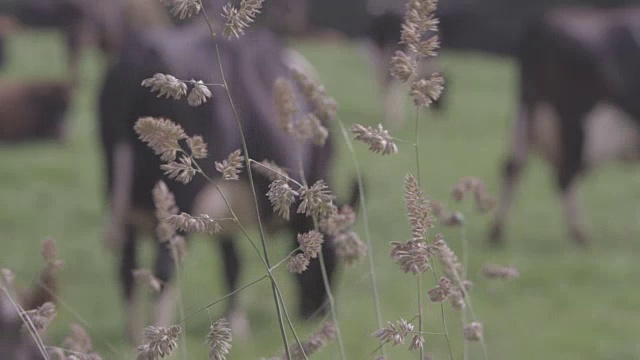 奶牛放牧的背景视频素材