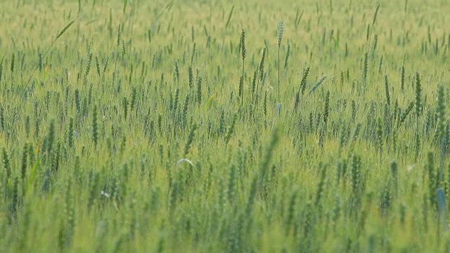 绿色的麦田视频素材