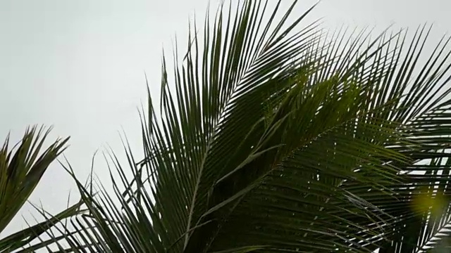 在泰国的雨季椰子叶在风中视频素材