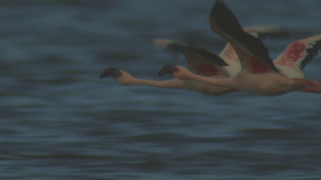 2只小火烈鸟在博戈里亚湖上空低空飞行视频素材