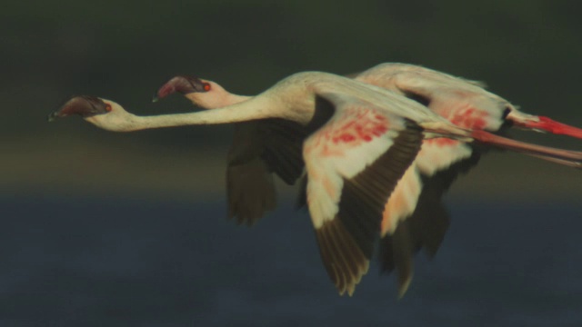 小火烈鸟群在博戈里亚湖上空低空飞行视频素材