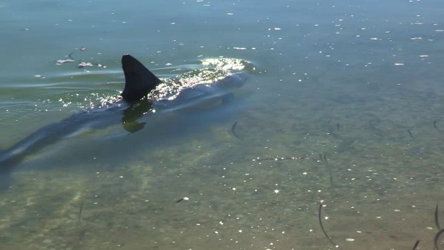 宽吻海豚在浅海中远离镜头视频素材