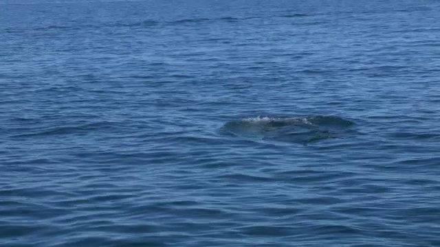 宽吻海豚，嘴部有海绵以表面呼吸视频素材