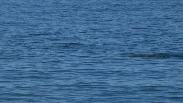 宽吻海豚浮出水面呼吸时，喙上有棕色海绵视频素材