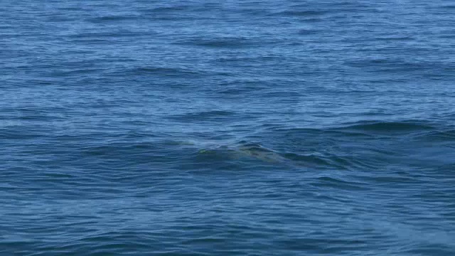 当宽吻海豚浮出水面呼吸时，它的喙上有棕色海绵视频素材