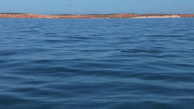 宽吻海豚喙上有棕色海绵，以海岸线为背景呼吸视频素材