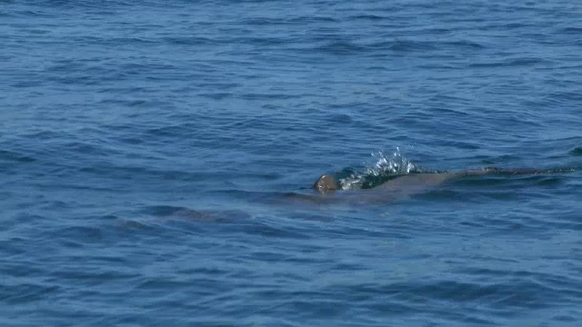 宽吻海豚浮出水面呼吸时，嘴部带有棕色海绵视频素材