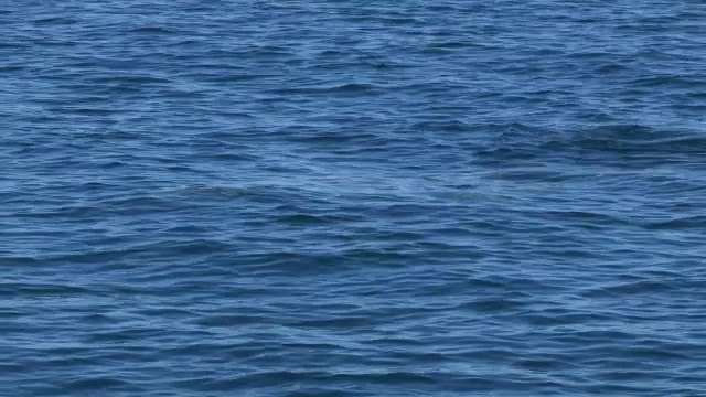 宽吻海豚浮出水面呼吸时，喙上有棕色海绵视频素材