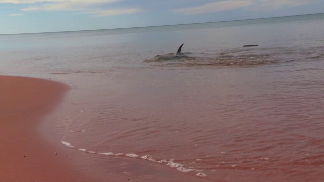 宽吻海豚在浅海捕鱼，前景是海岸视频素材