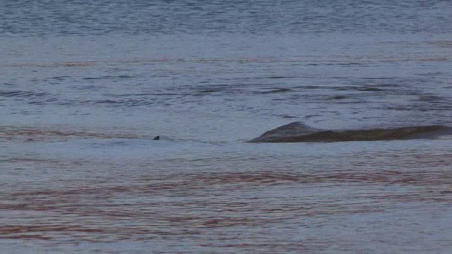 宽吻海豚在浅海捕鱼，滑行着面对镜头视频素材