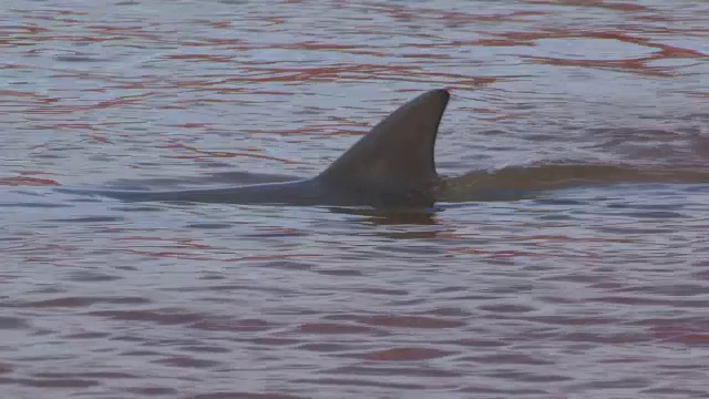 宽吻海豚在以海岸线为前景的浅海捕鱼视频素材