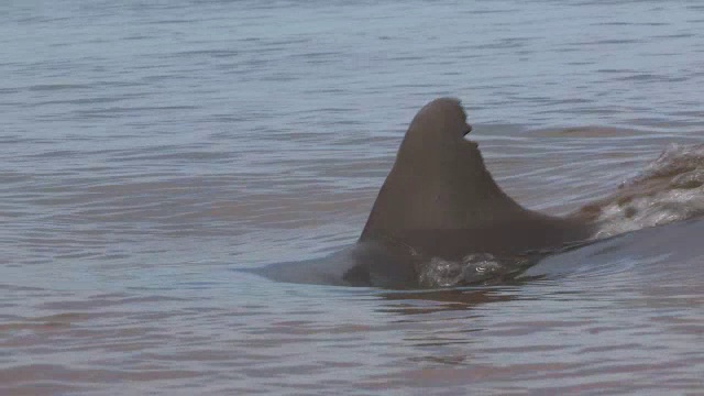 宽吻海豚在浅海捕鱼和转弯视频素材