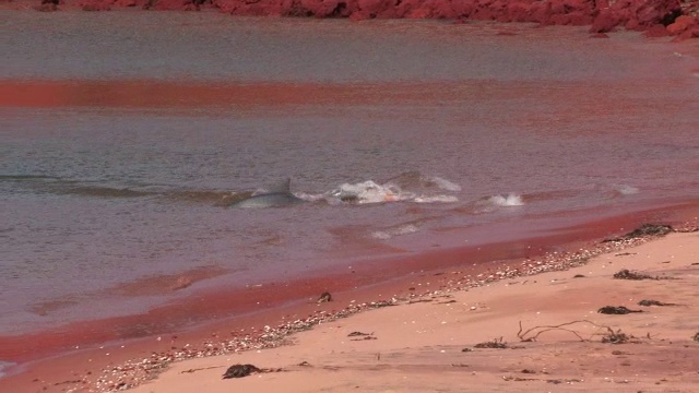 宽吻海豚在浅海捕鱼和打滑视频素材