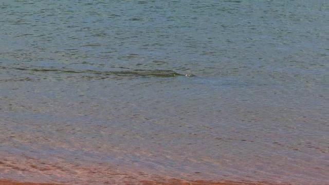 宽吻海豚沿着海岸线游动，透过水面可以看到视频素材