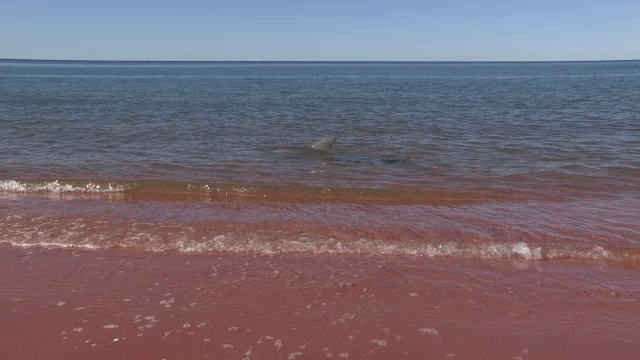 WS与宽吻海豚游泳只是离岸和海岸线在前景视频素材