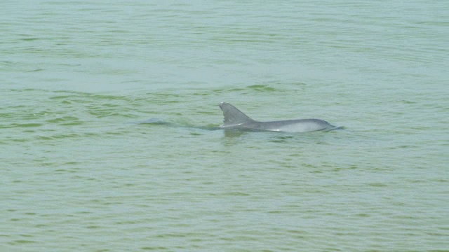 2只宽吻海豚在浅海捕鱼，然后跟随一只海豚视频素材