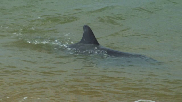 潘女士与宽吻海豚在包括海边在内的浅海捕鱼视频素材