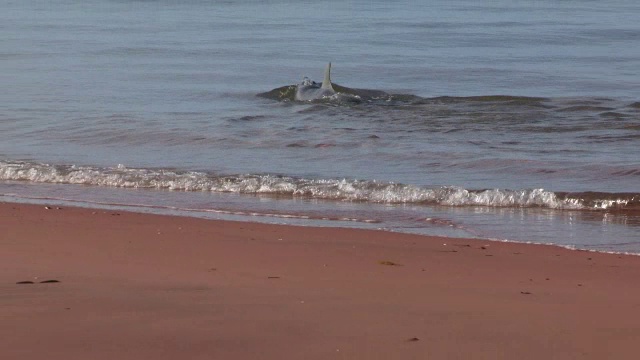 宽吻海豚在浅海捕鱼，以海岸线为前景打滑视频素材