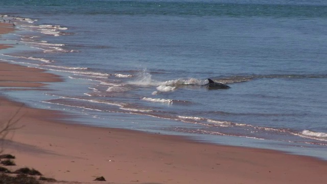 WS组的宽吻海豚在浅海捕鱼和打滑的镜头与海岸线在前景视频素材