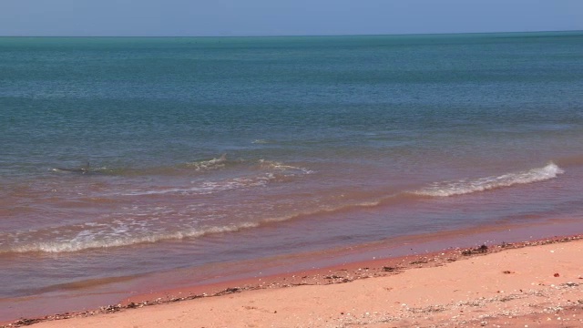 WS组的宽吻海豚在浅海捕鱼和打滑，包括海边缘和碎浪视频素材