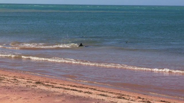 WS组的宽吻海豚在浅海捕鱼和打滑，包括海边缘和碎浪视频素材