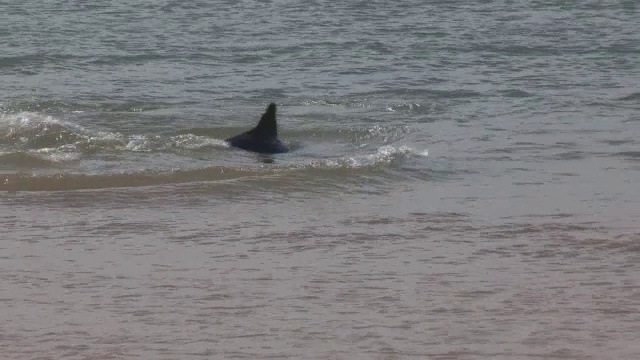 宽吻海豚在浅海捕鱼，然后打滑视频素材