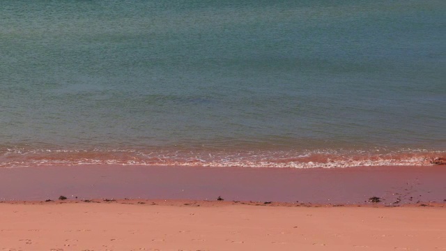 宽吻海豚在浅海中游泳，前景是海滩视频素材