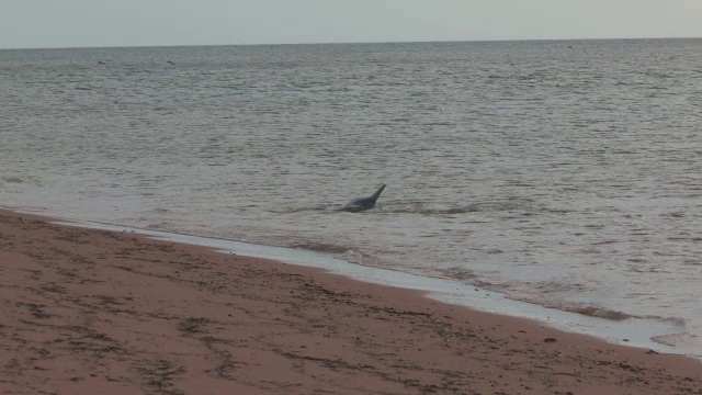 2条宽吻海豚在浅海捕鱼，海滩在前景背光视频素材