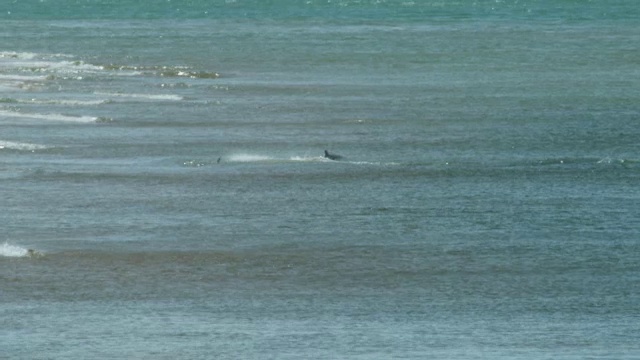 WS组宽吻海豚在浅海捕鱼和打滑视频素材