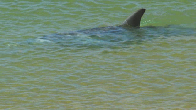 宽吻海豚在浅海捕鱼视频素材