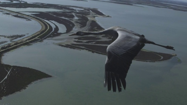 SLOMO空对空MS与普通起重机一起飞过海洋和海岸线视频素材